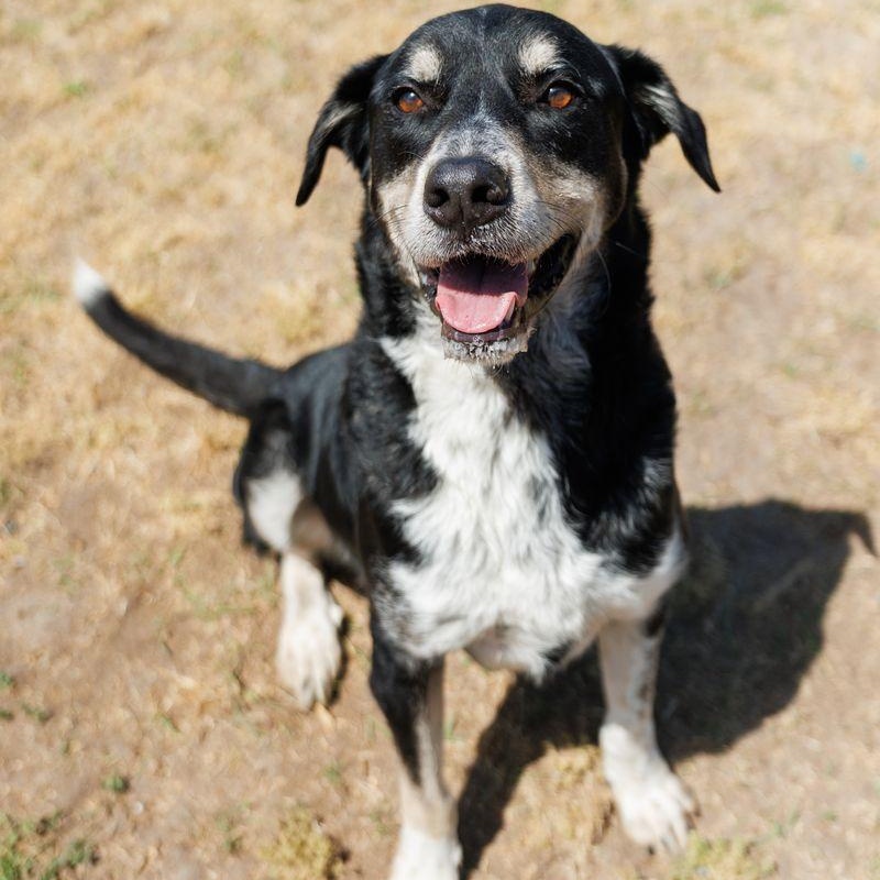 Enlarge Mars, an adoptable mixed breed in Valdosta, GA image 4/5