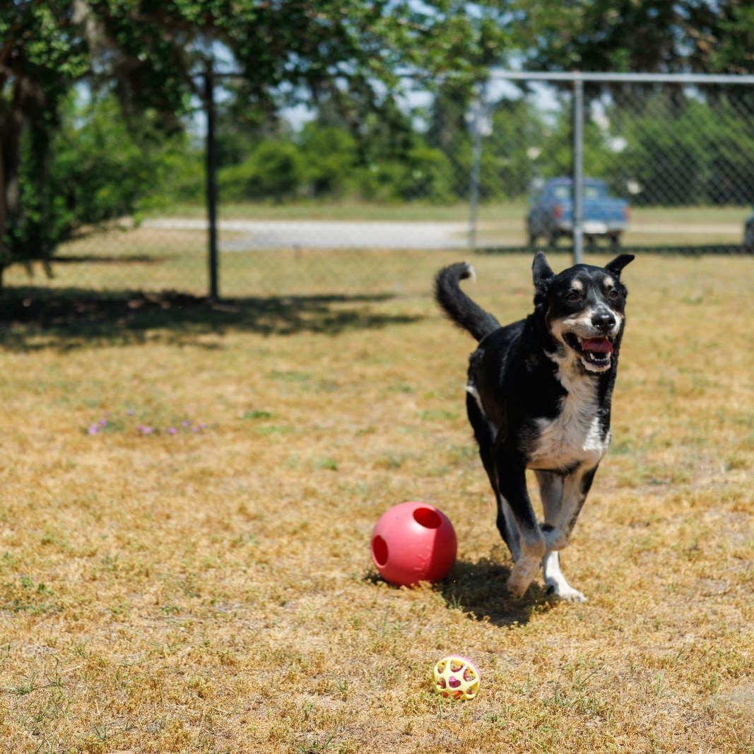 Enlarge Mars, an adoptable mixed breed in Valdosta, GA image 5/5