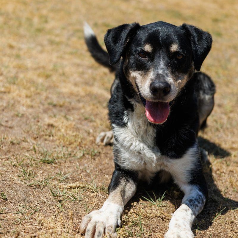 Mars, adoptable, Adult Male German Shepherd Dog & Cattle Dog.