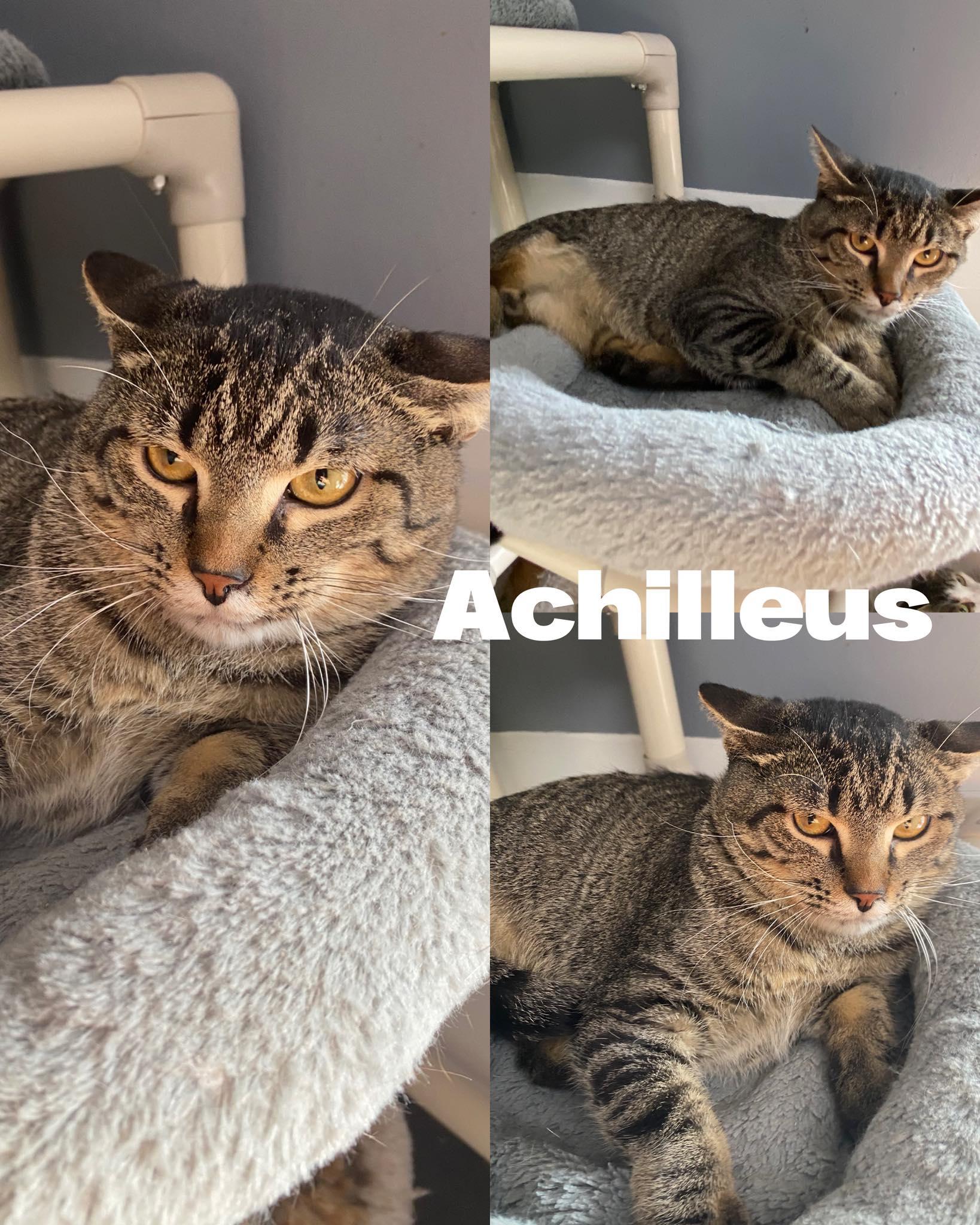 Achilleus
