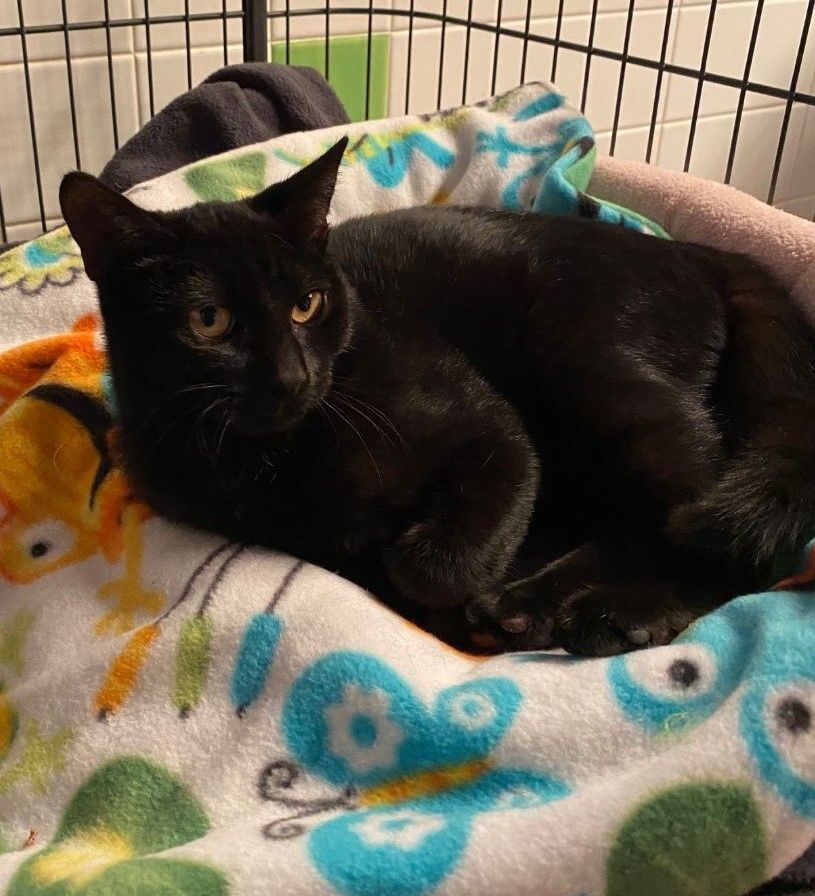 Enlarge Rascal, a Adoptable Domestic Short Hair in Franklinville, NJ image 1/2