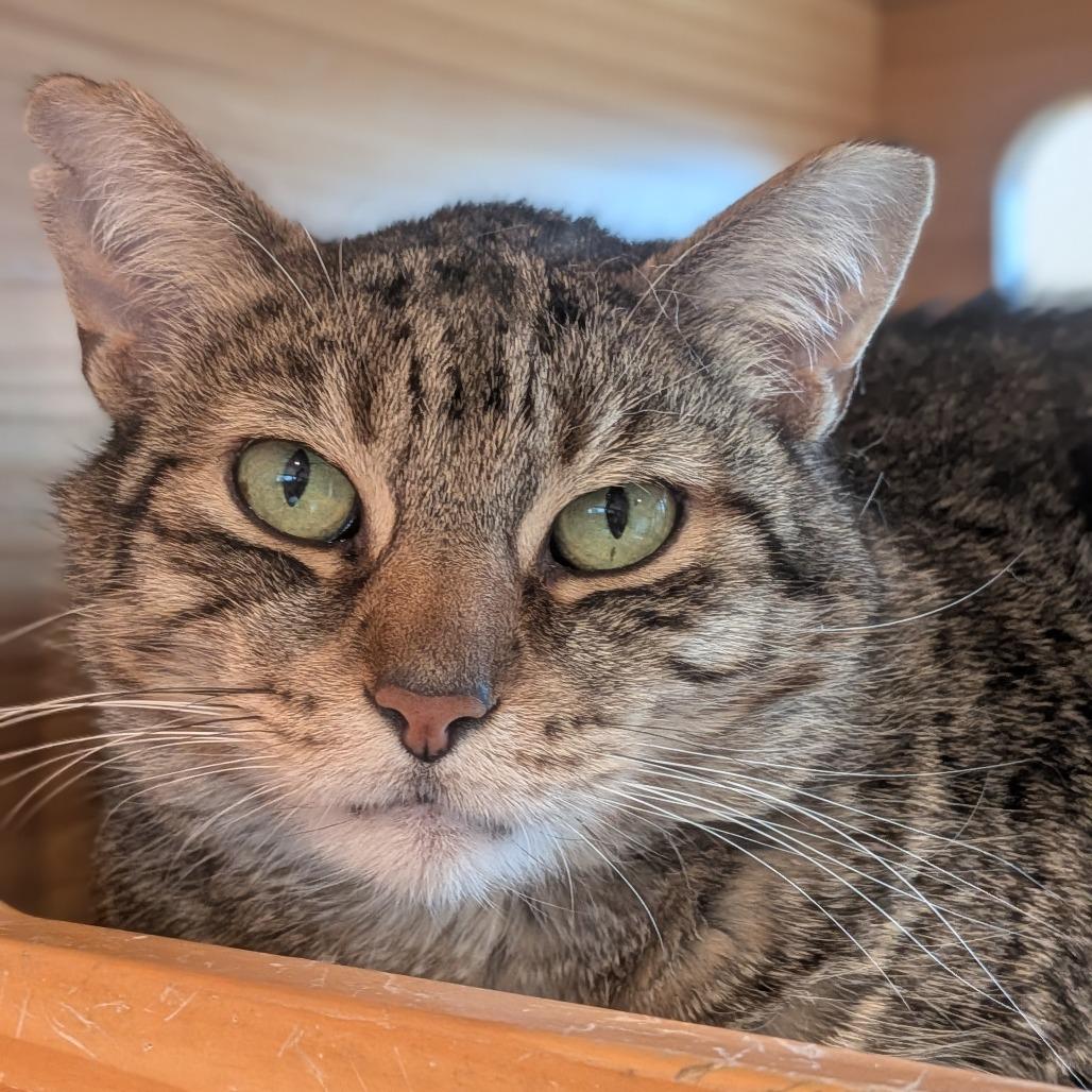 Mikey, Adoptable, Senior Male Domestic Short Hair.