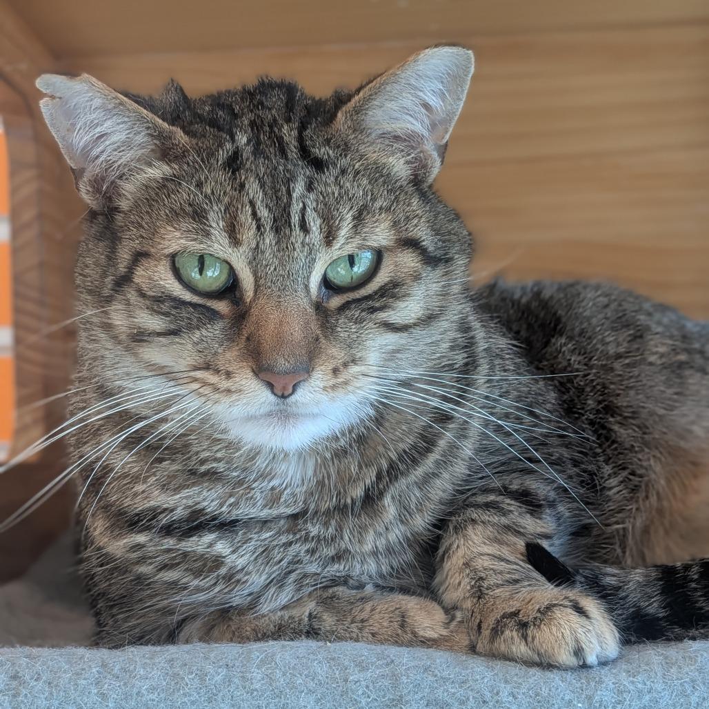 Mikey, a Adoptable Domestic Short Hair in Washington Township, OH image 2/5