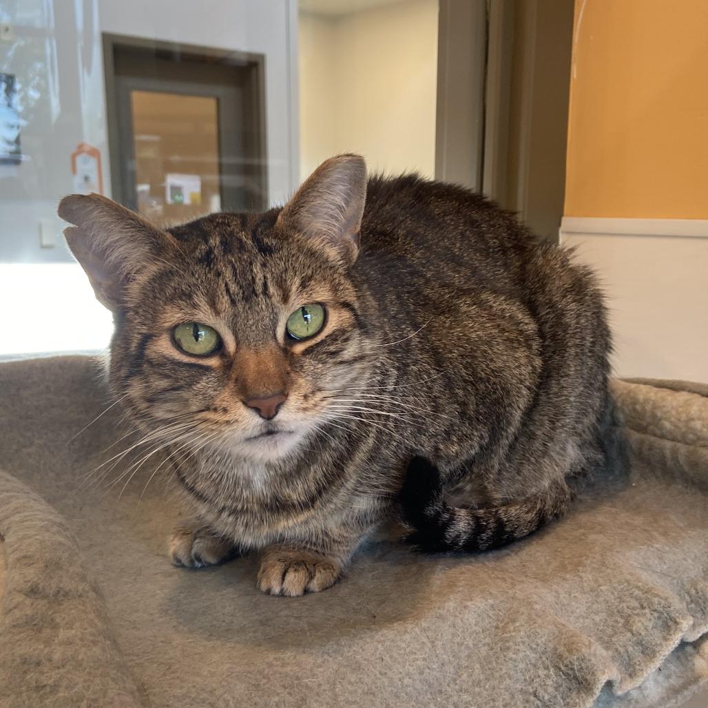 Mikey, a Adoptable Domestic Short Hair in Washington Township, OH image 3/5