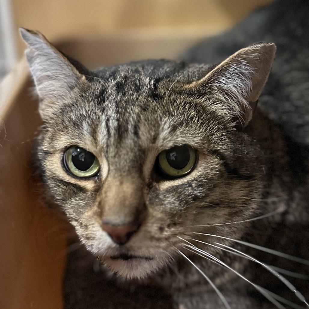 Mikey, Adoptable, Senior Male Domestic Short Hair.