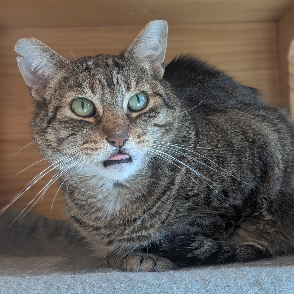 Mikey, a Adoptable Domestic Short Hair in Washington Township, OH image 4/5