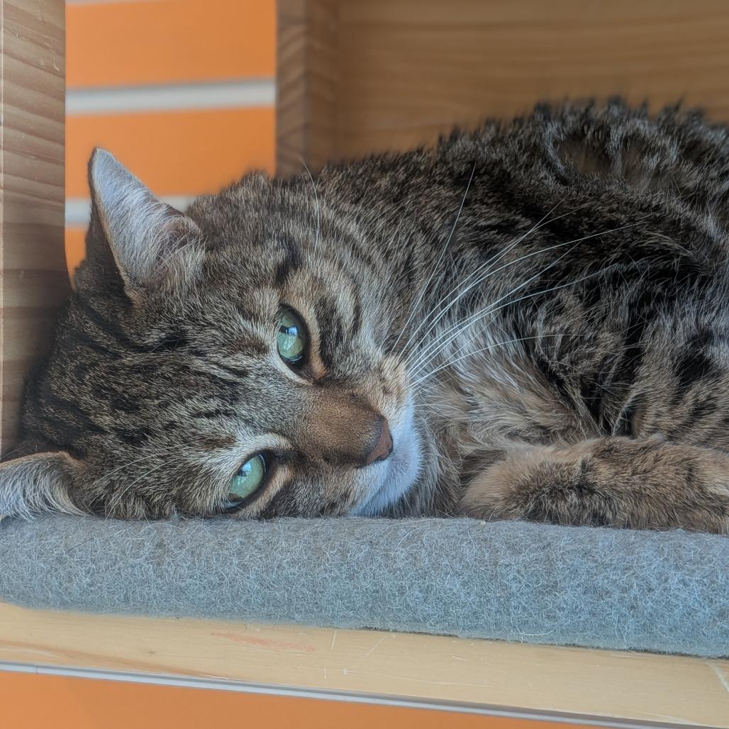 Mikey, a Adoptable Domestic Short Hair in Washington Township, OH image 5/5