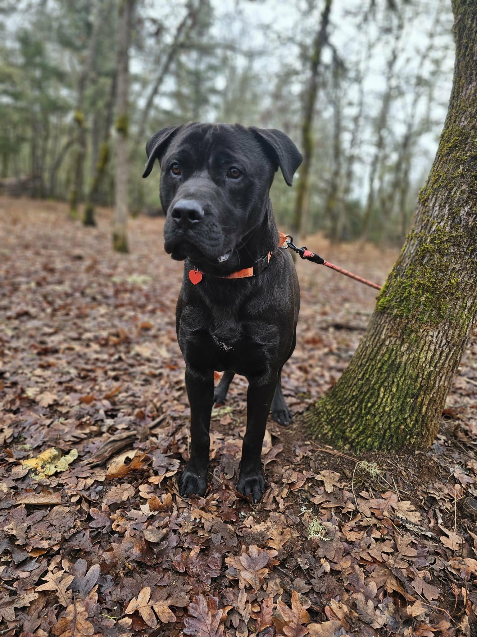Monty, a ADOPTABLE mixed breed in Grants Pass, OR image 4/5
