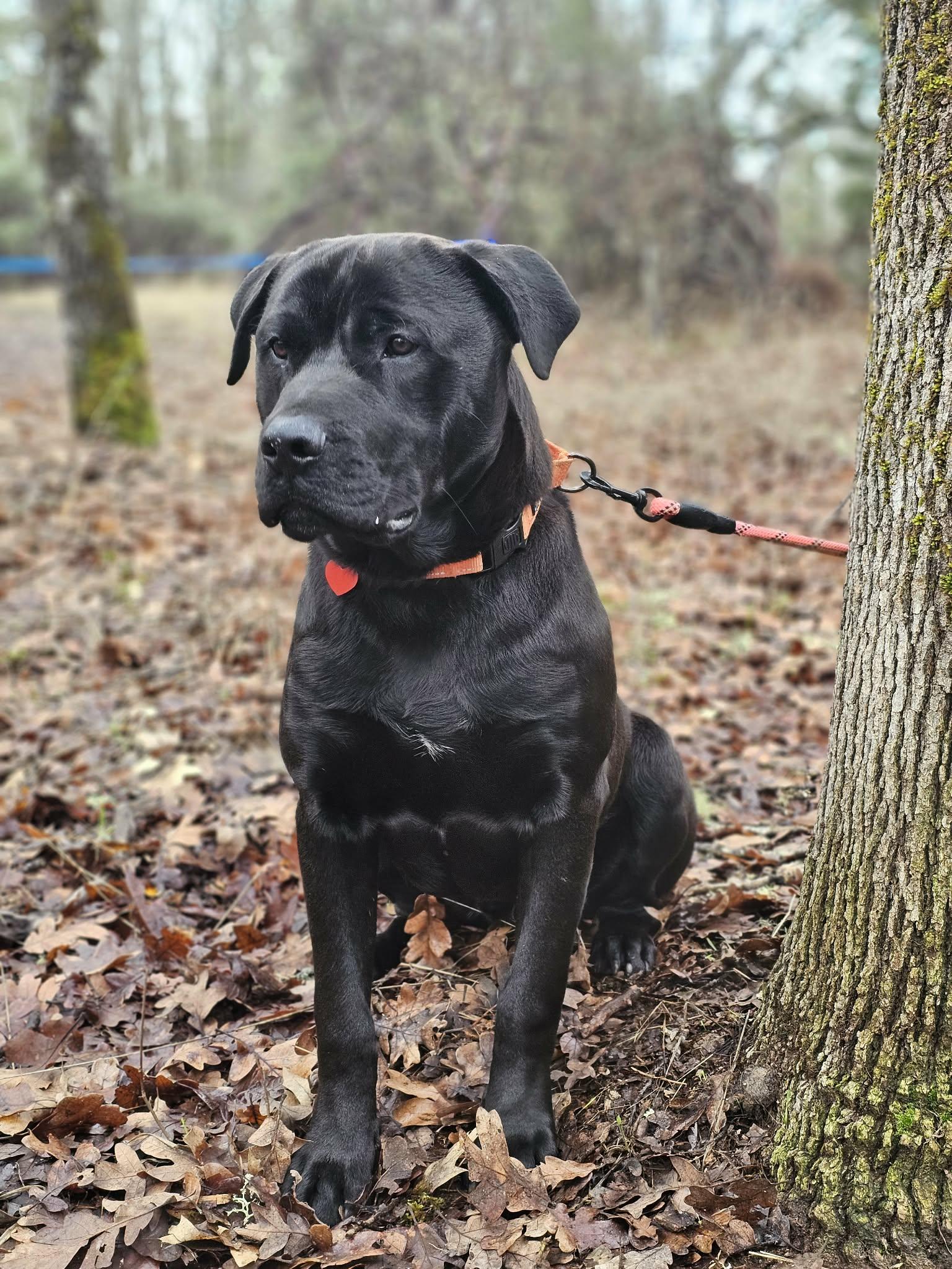 Monty, ADOPTABLE, Adult Male Labrador Retriever.