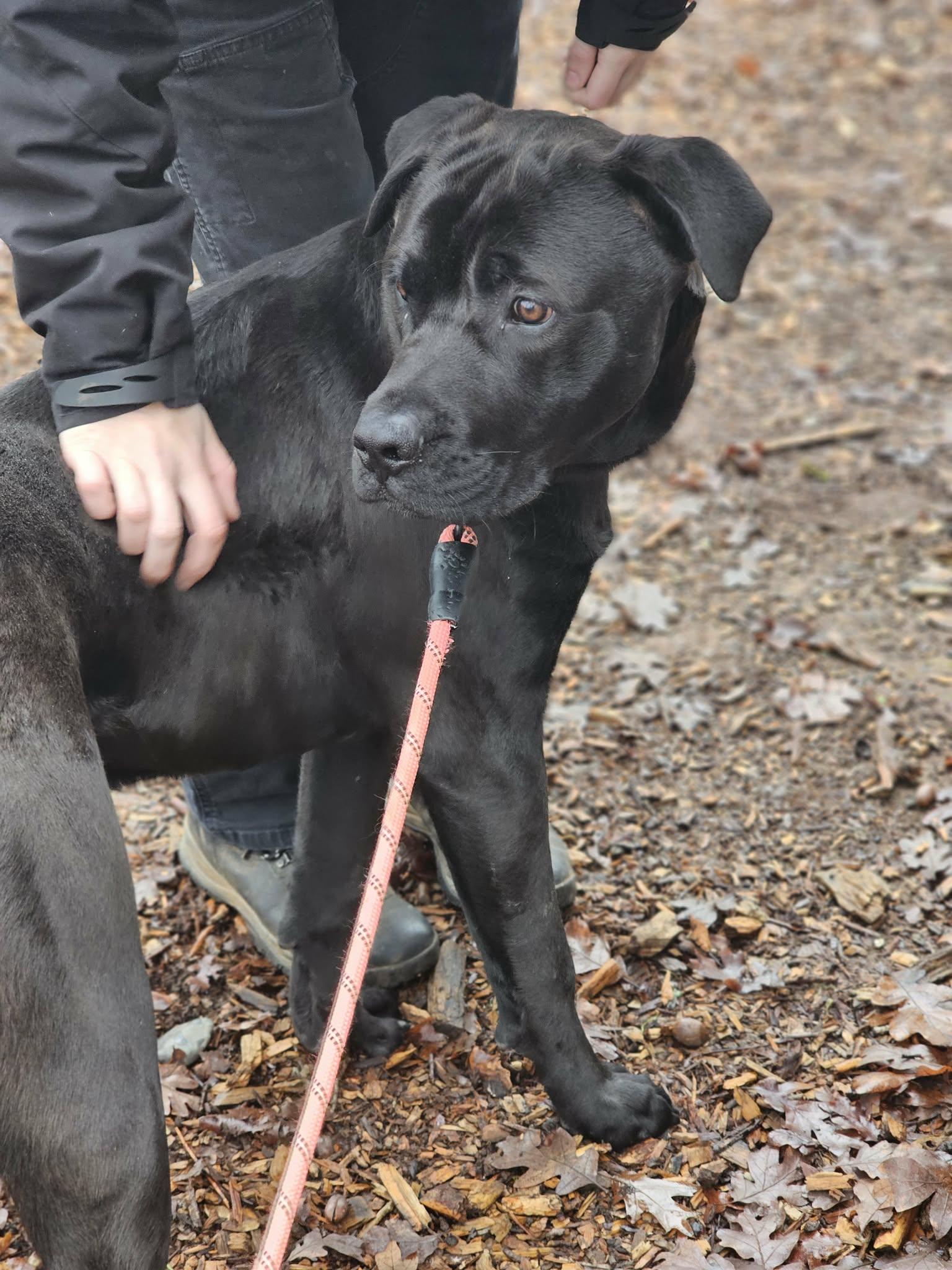 Monty, a ADOPTABLE mixed breed in Grants Pass, OR image 2/5
