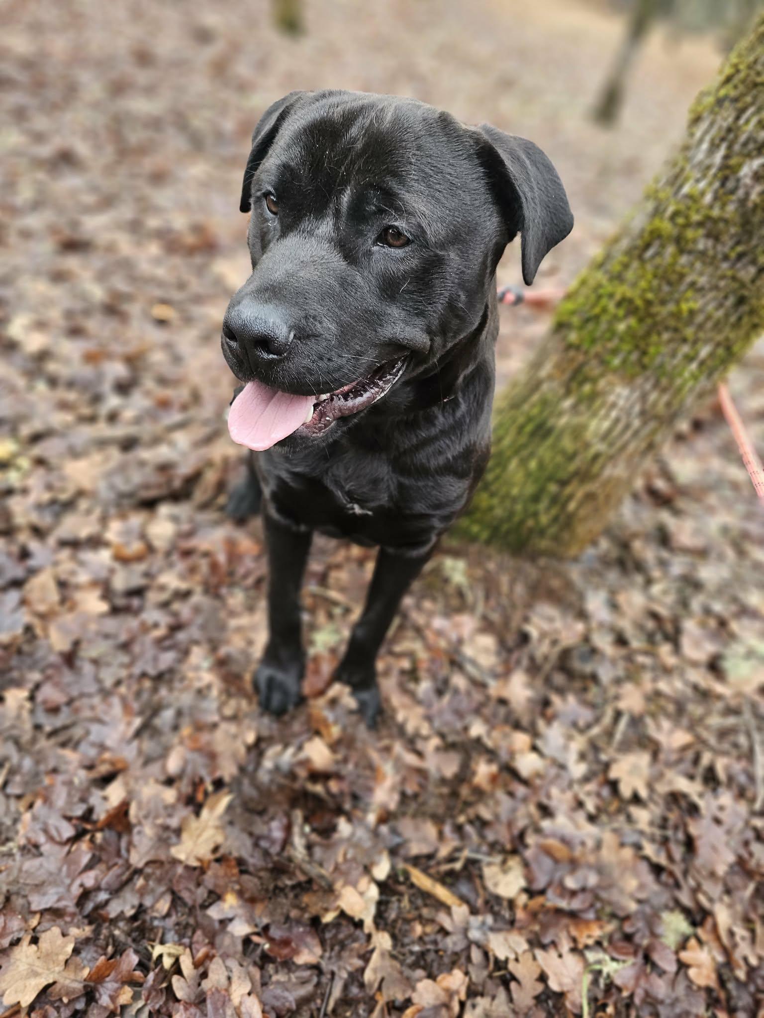 Monty, a ADOPTABLE mixed breed in Grants Pass, OR image 3/5