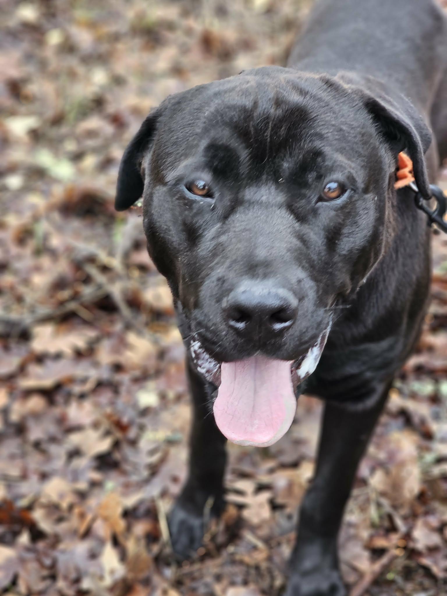 Monty, a ADOPTABLE mixed breed in Grants Pass, OR image 5/5