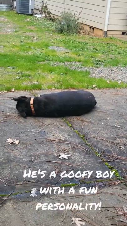 Enlarge Monty, an adopted mixed breed in Grants Pass, OR video 6/6