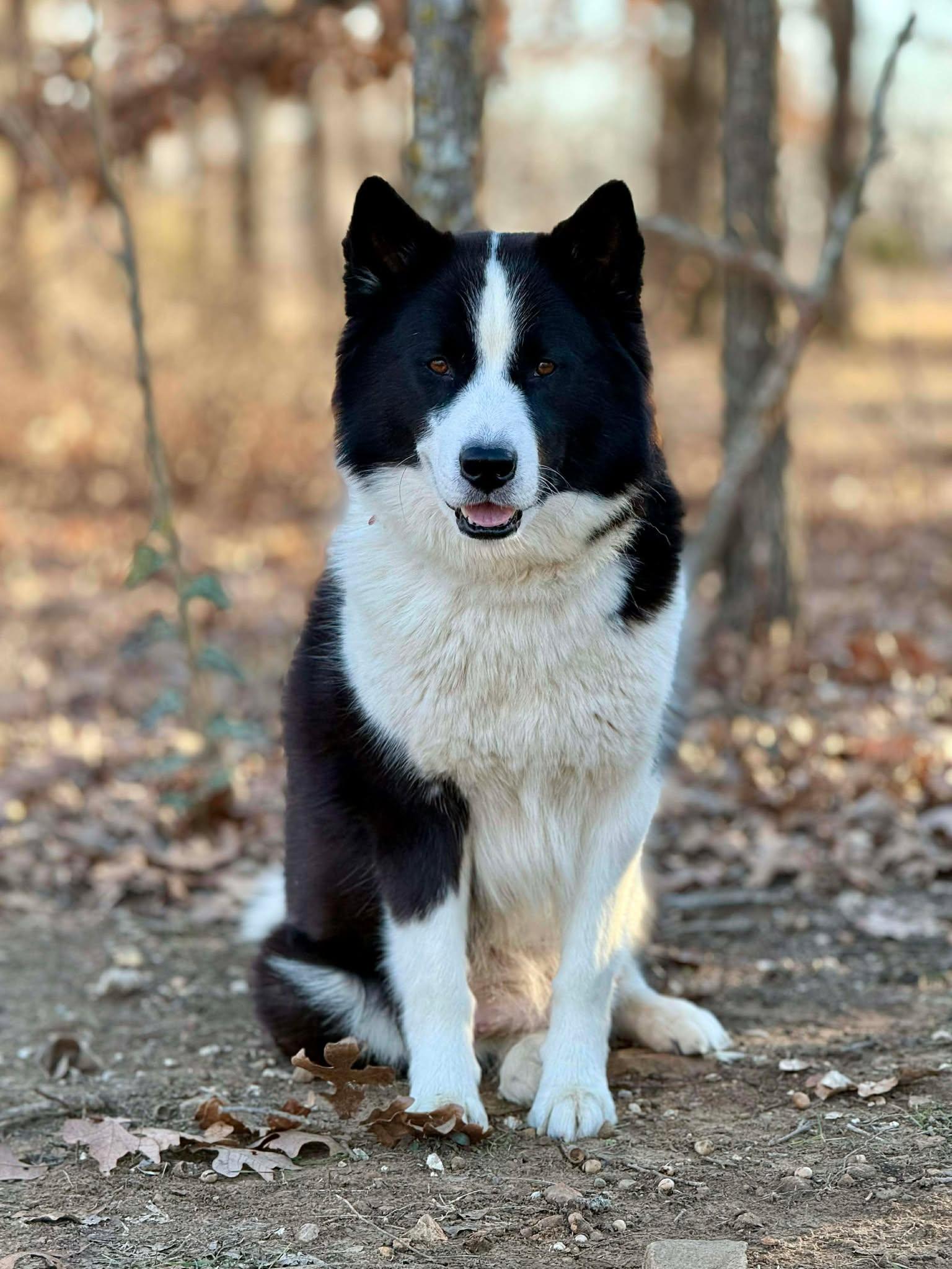 Enlarge Harmoney , a ADOPTABLE mixed breed in Kiowa, OK image 5/6
