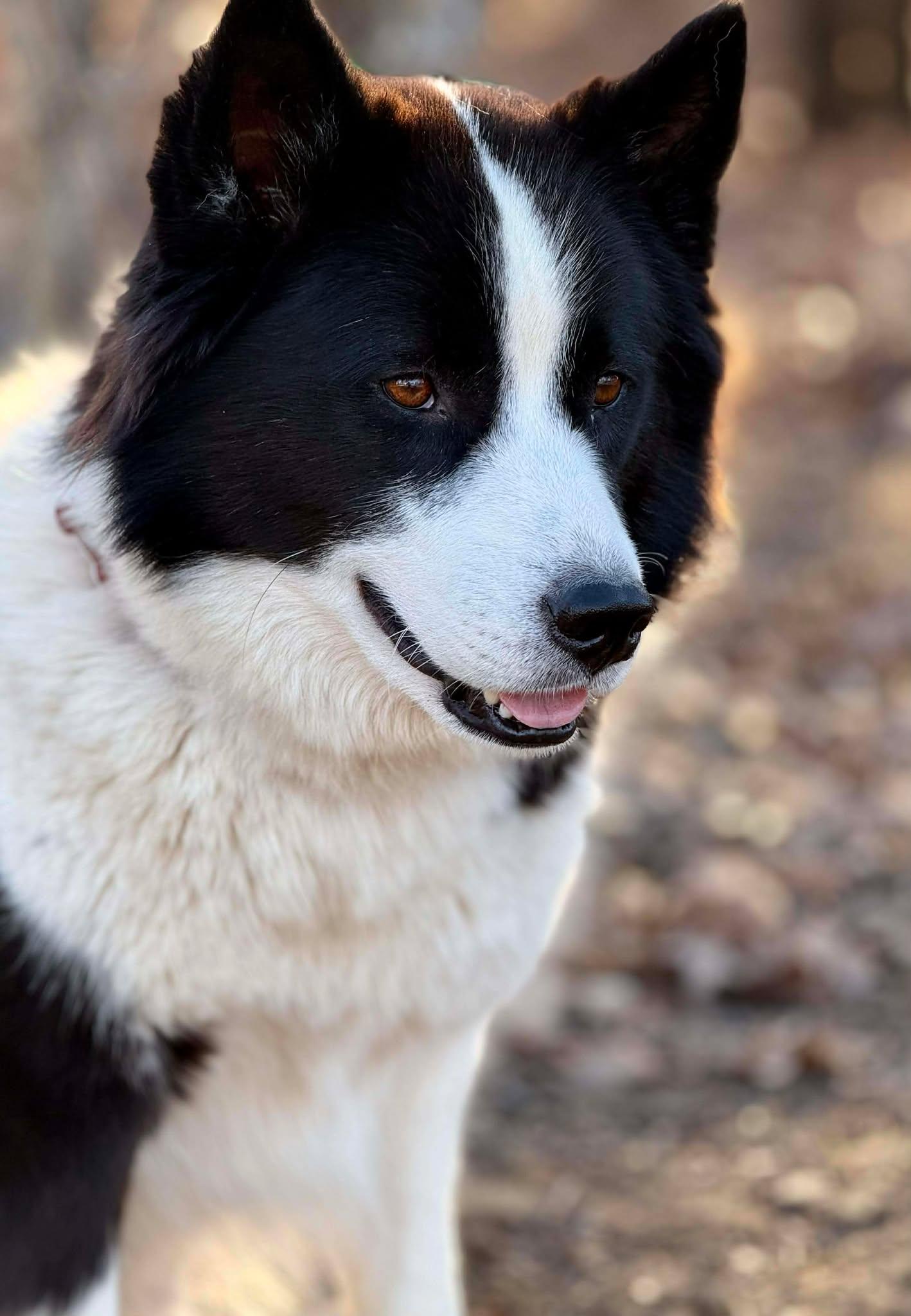 Enlarge Harmoney , a ADOPTABLE mixed breed in Kiowa, OK image 4/6