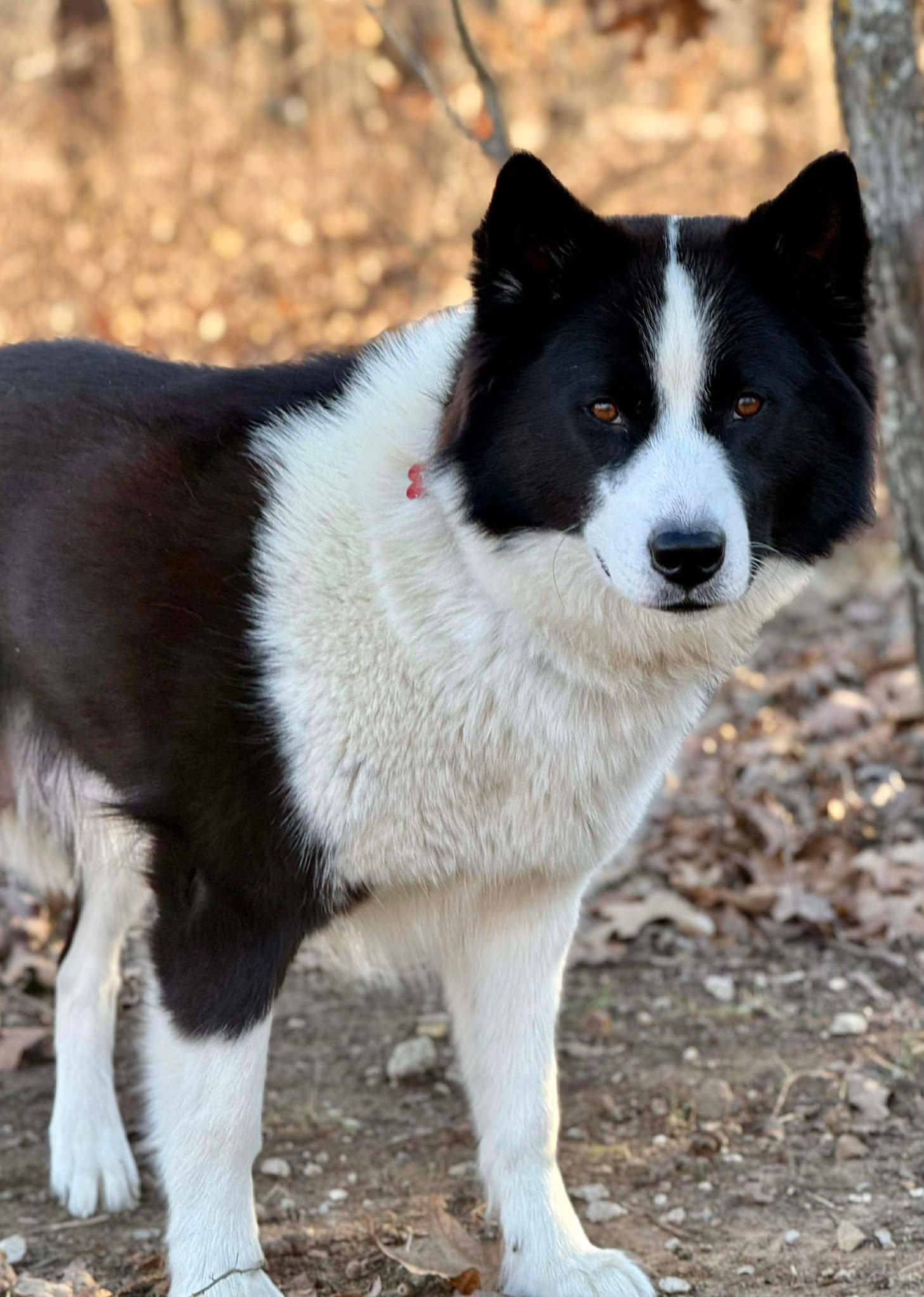 Enlarge Harmoney , a ADOPTABLE mixed breed in Kiowa, OK image 6/6