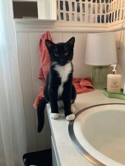 Spats, Adoptable, Kitten Male Domestic Short Hair & Domestic Short Hair.