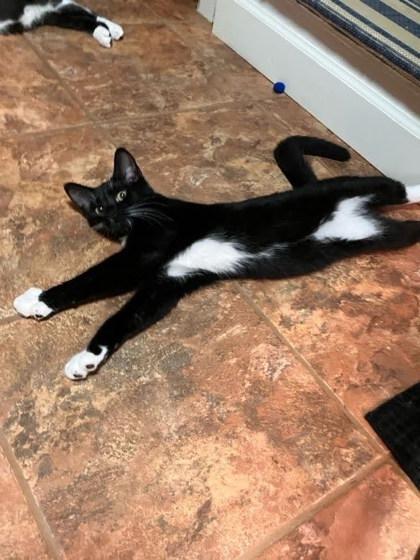Enlarge Spats, a Adoptable mixed breed in Winona, MN image 3/3