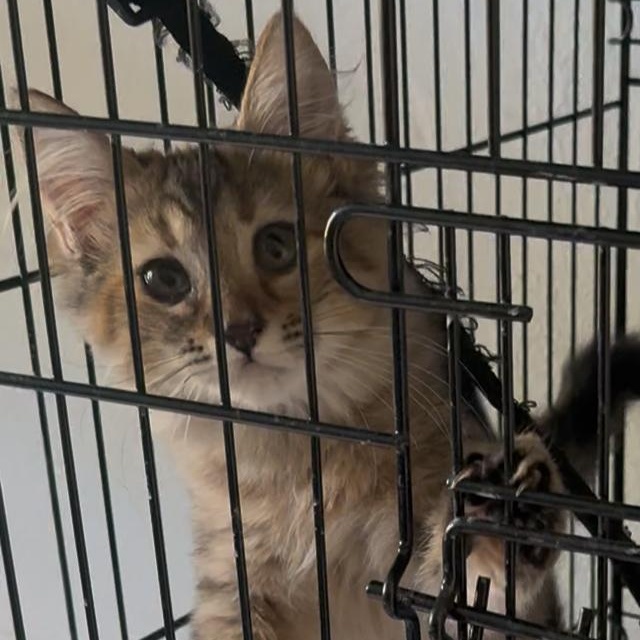 Gorda , adopted, Kitten Female Domestic Medium Hair.