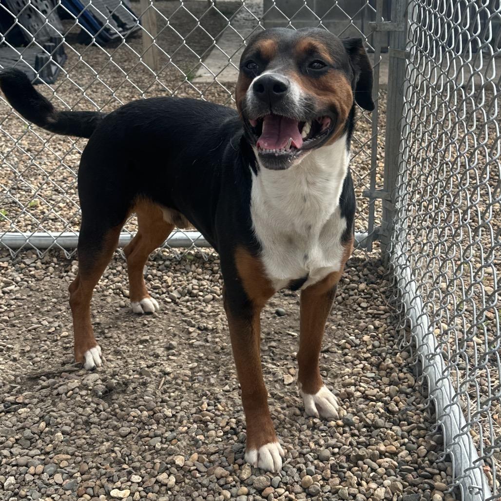 Jake, a Adoptable Mixed Breed in Chariton, IA image 1/3