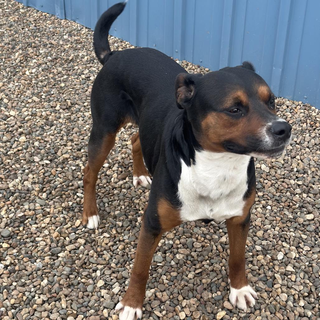 Jake, a Adoptable Mixed Breed in Chariton, IA image 2/3