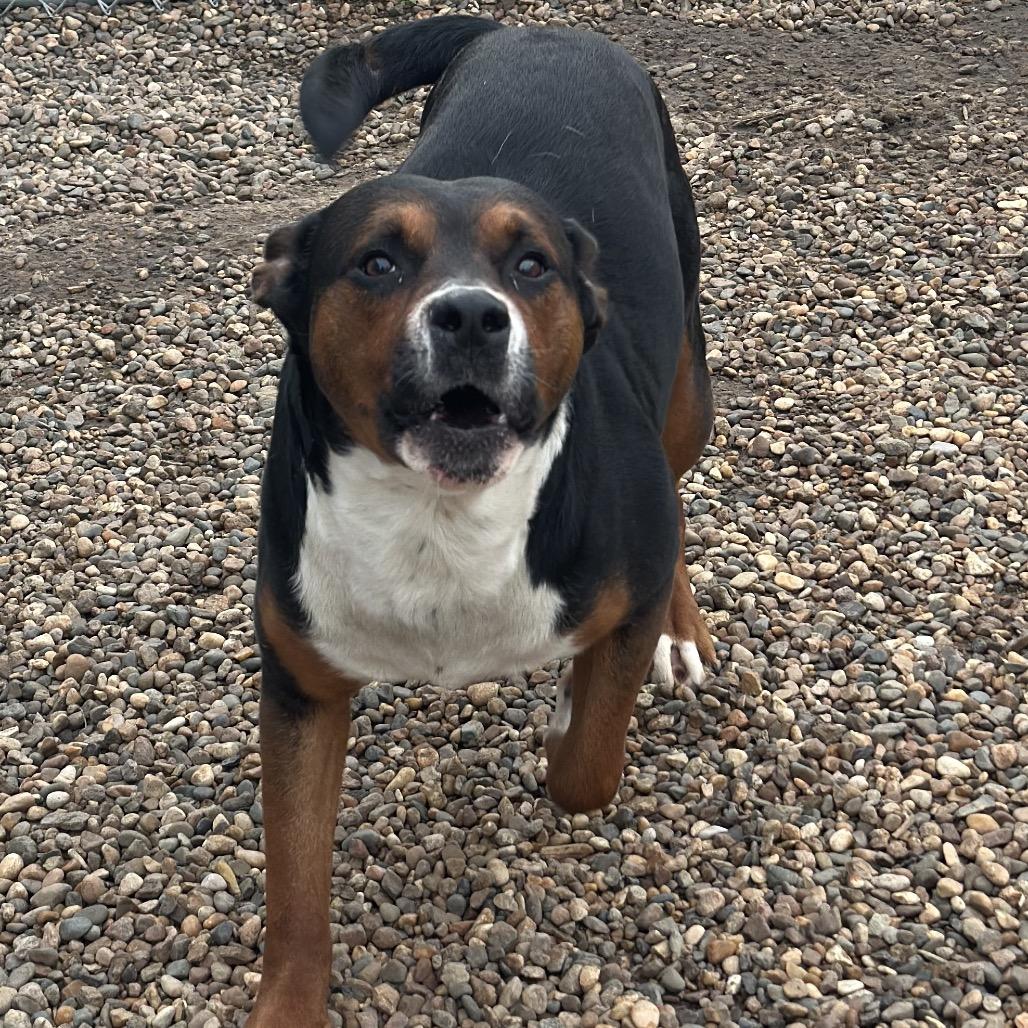 Jake, a Adoptable Mixed Breed in Chariton, IA image 3/3