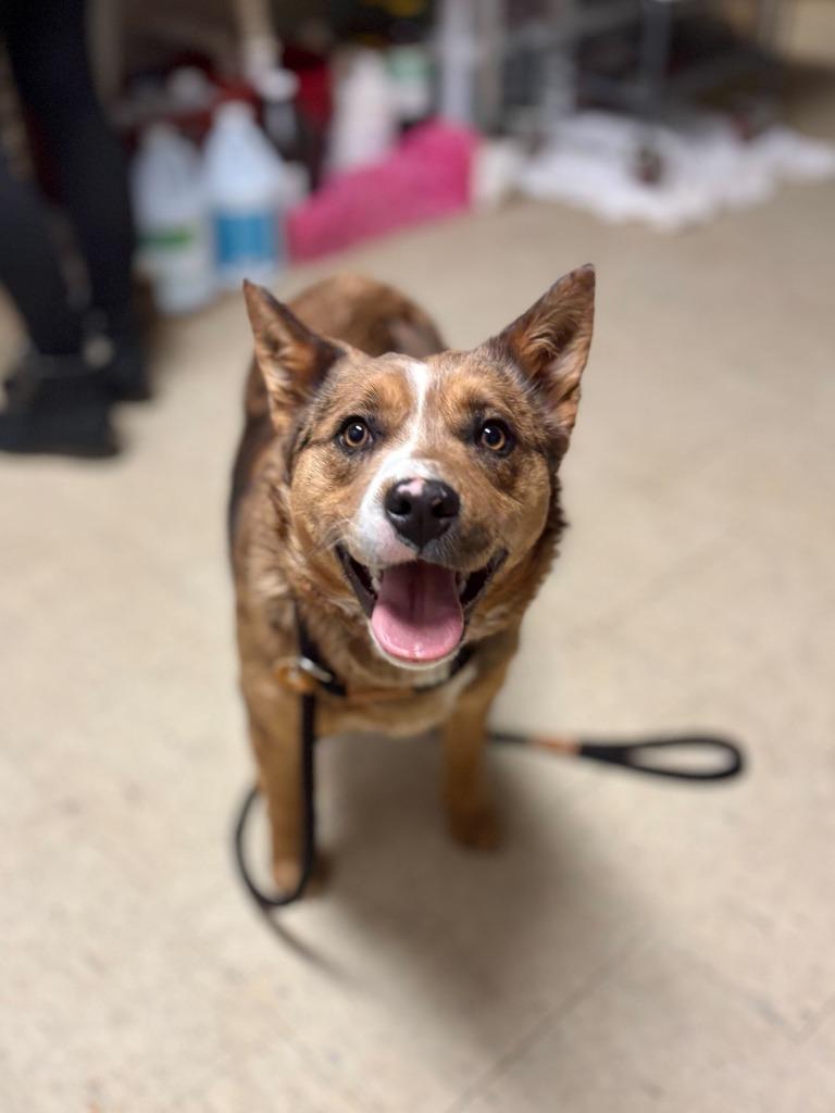 Enlarge Cuddle Puddle, a Adoptable mixed breed in Chillicothe, OH image 1/1