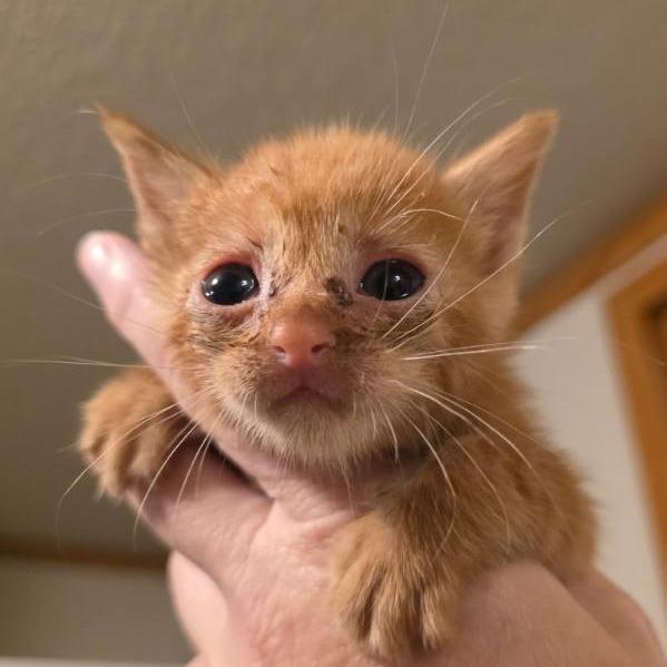 Prairie, Adoptable, Kitten Female Domestic Short Hair.