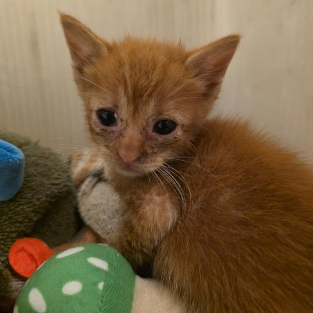 Enlarge Prairie, a Adoptable Domestic Short Hair in Okmulgee, OK image 2/4