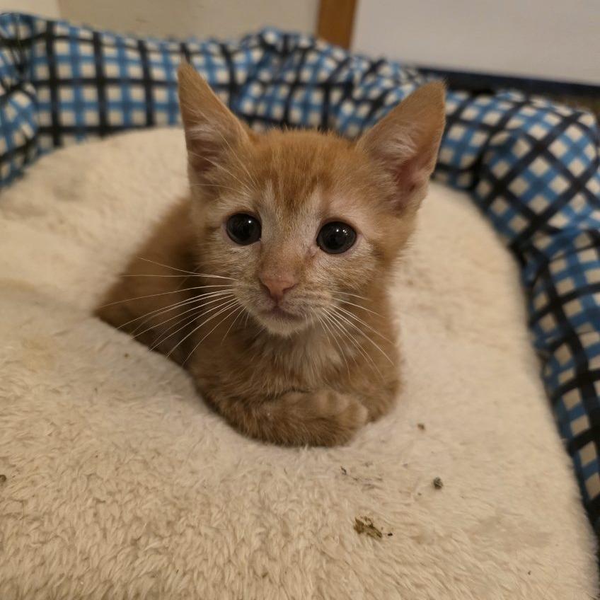 Enlarge Prairie, a Adoptable Domestic Short Hair in Okmulgee, OK image 3/5