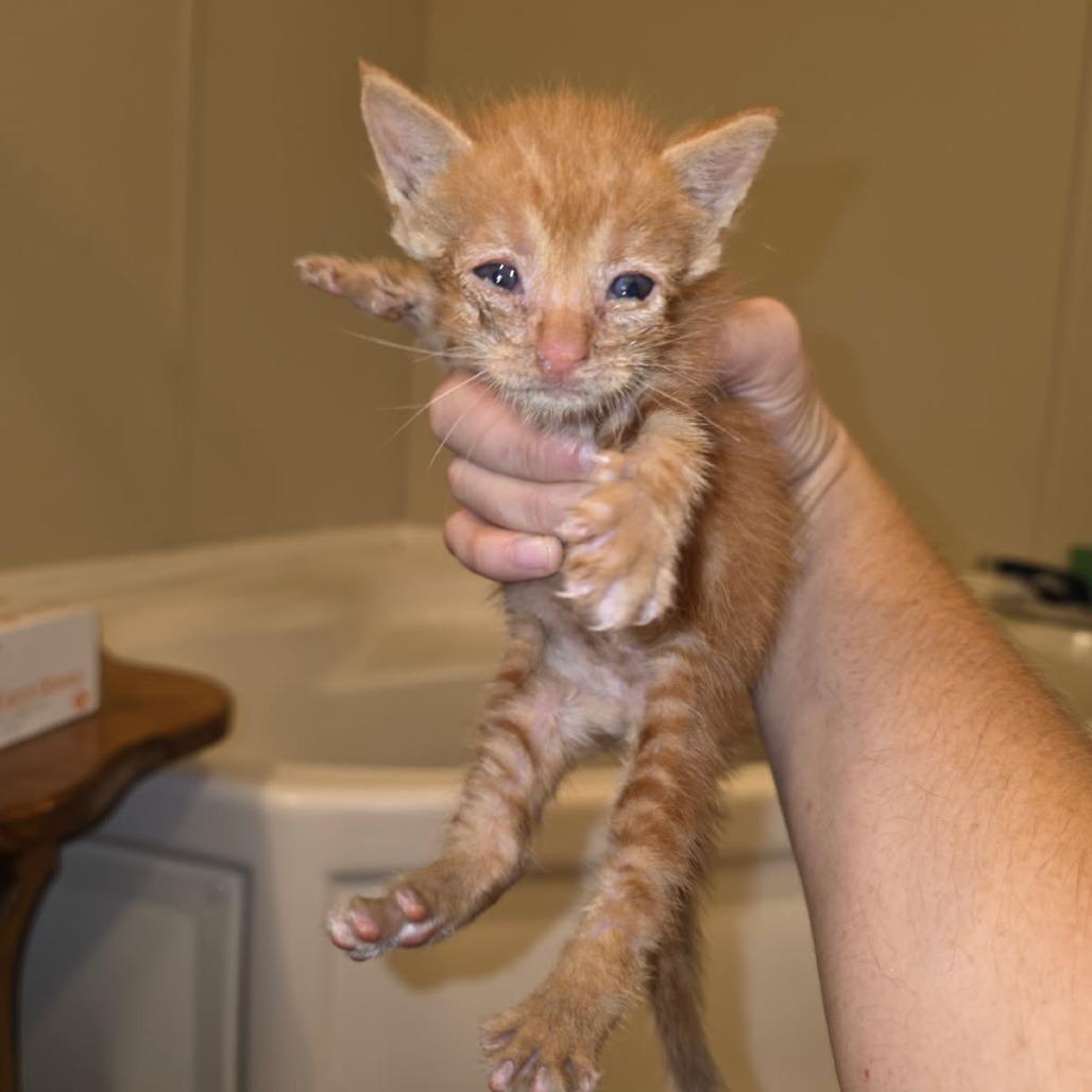 Enlarge Prairie, a Adoptable Domestic Short Hair in Okmulgee, OK image 3/4