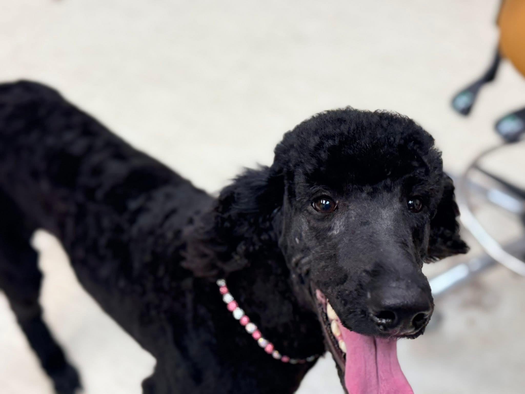 Sky, a ADOPTABLE Standard Poodle in Westerly, RI image 3/3