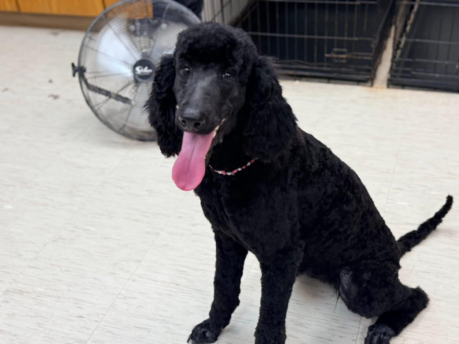 Sky, a ADOPTABLE Standard Poodle in Westerly, RI image 1/3
