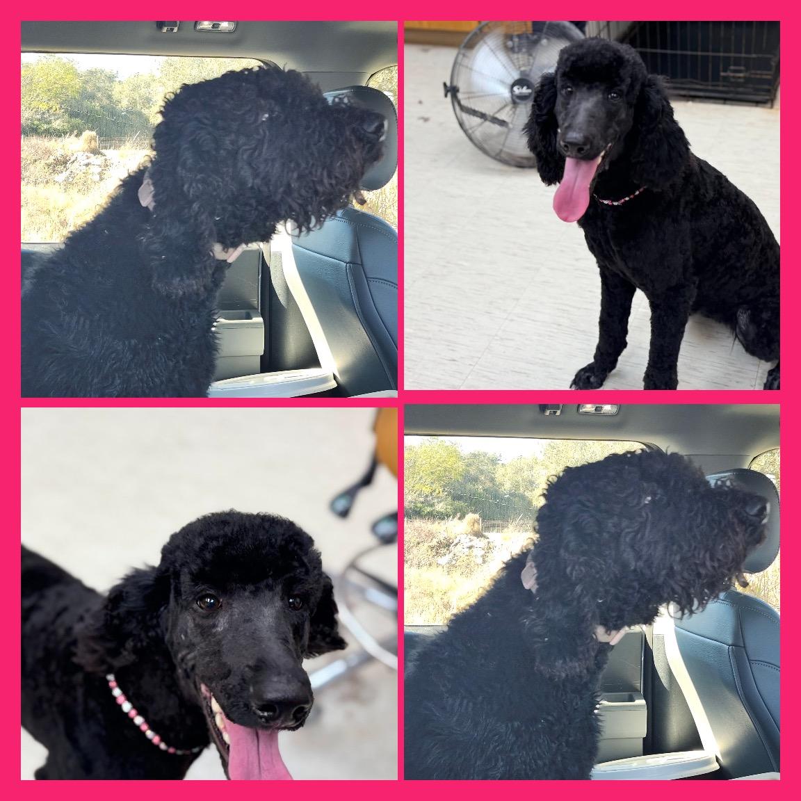 Sky, a ADOPTABLE Standard Poodle in Westerly, RI image 2/3