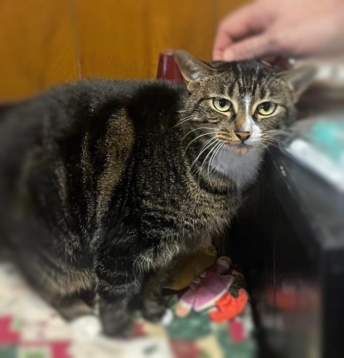 Enlarge Angel, a Adopted mixed breed in Ocean Springs, MS image 2/2