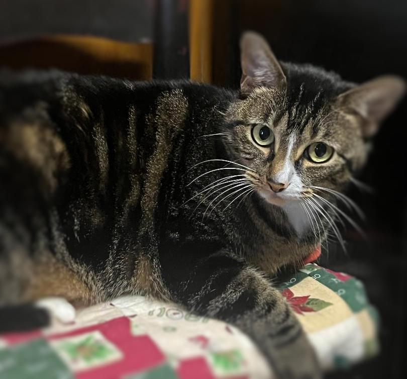 Enlarge Angel, a Adopted mixed breed in Ocean Springs, MS image 1/2