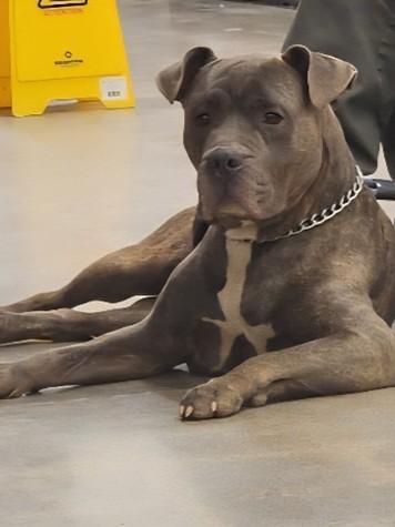 RUSTY, adopted, Young Male Cane Corso & Mastiff.