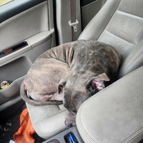 Enlarge RUSTY, an adopted mixed breed in Huntington, NY image 2/3