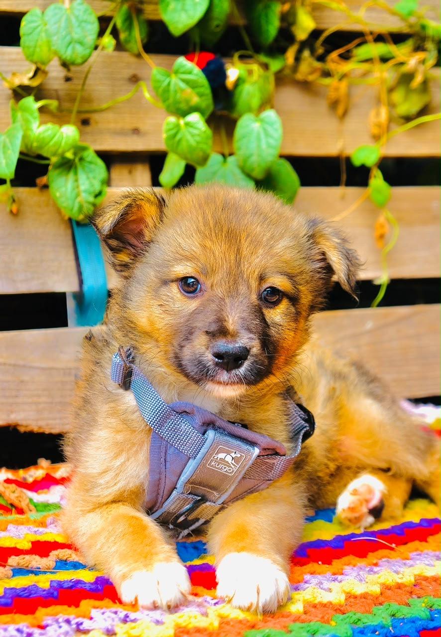 Canyon, Adoptable, Puppy Male Border Collie & Australian Shepherd.