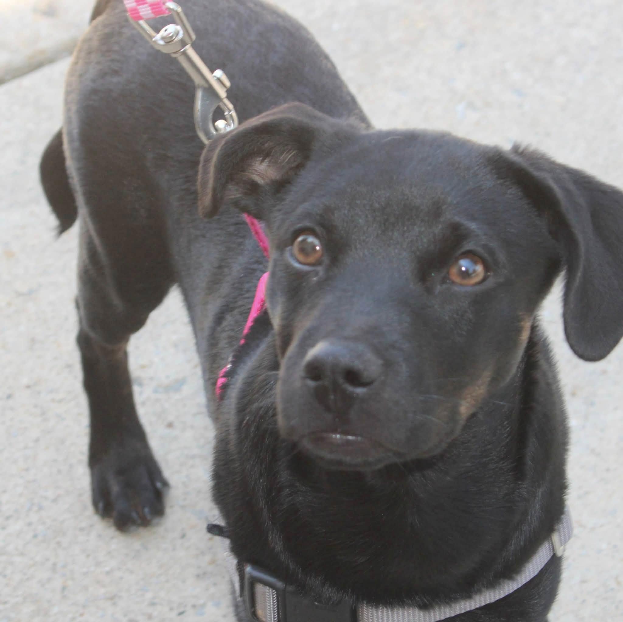 Cora Beth, a ADOPTABLE mixed breed in Stuarts Draft, VA image 2/6