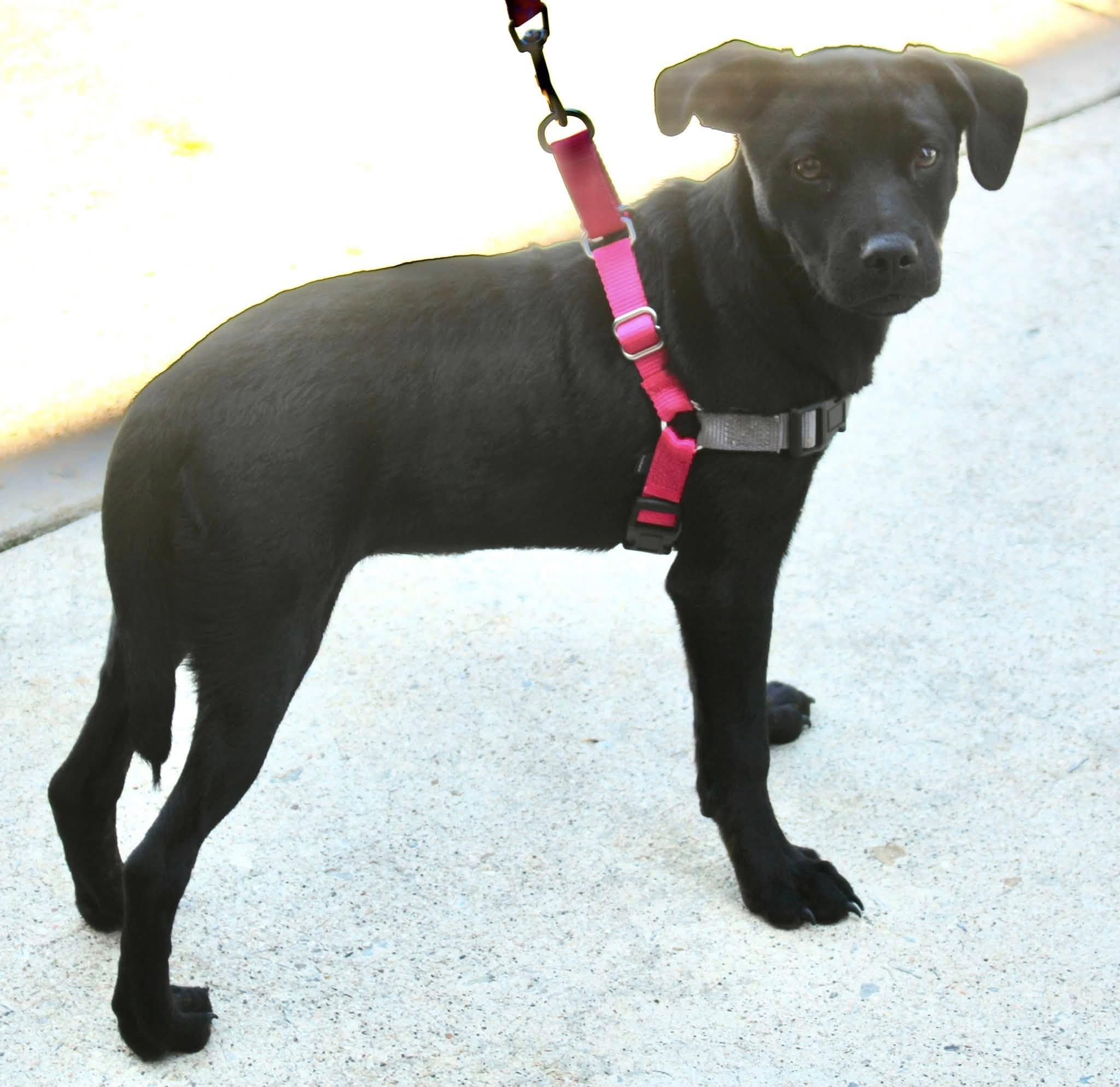 Cora Beth, ADOPTABLE, Young Female Feist & Mixed Breed.