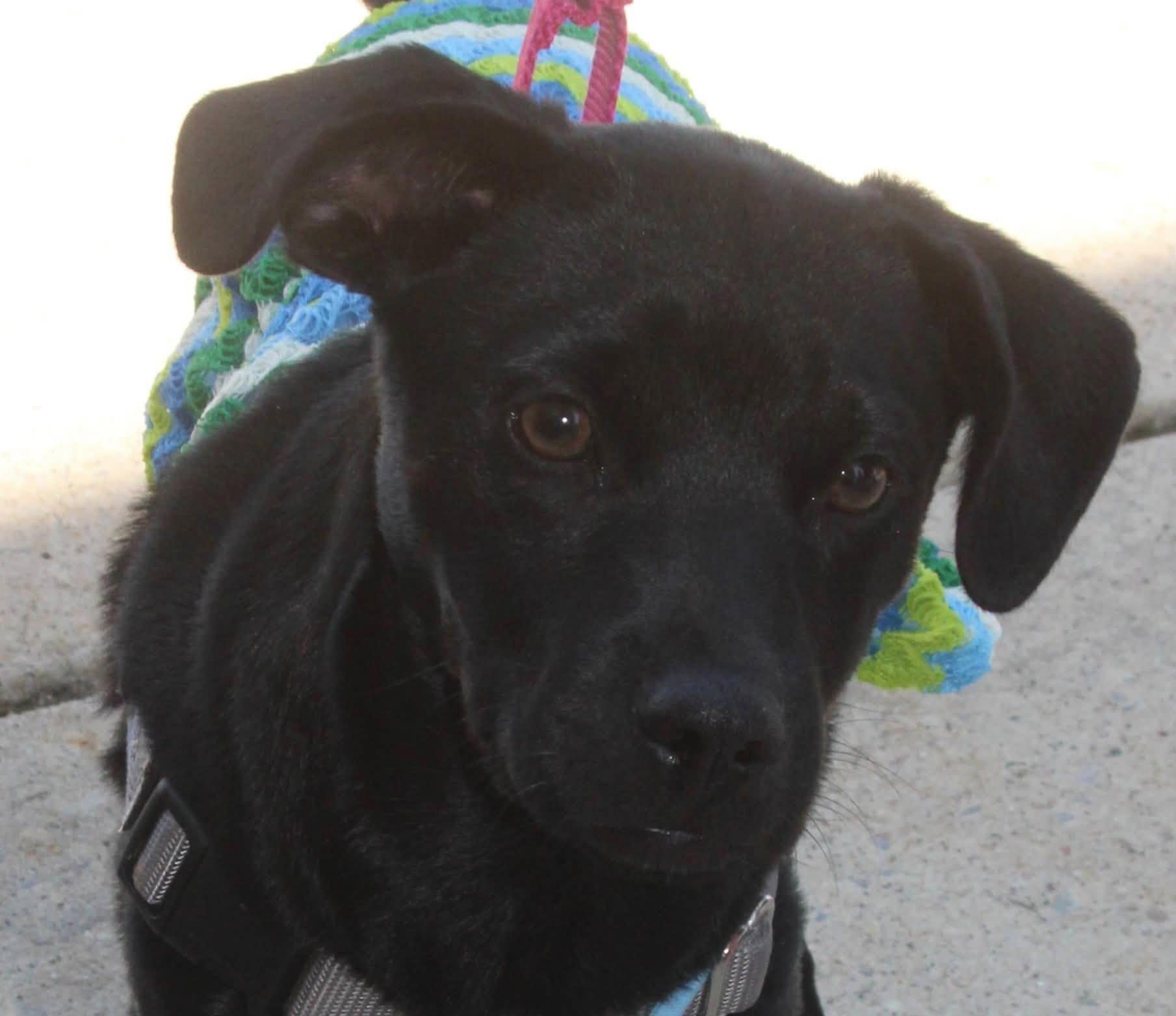 Cora Beth, a ADOPTABLE mixed breed in Stuarts Draft, VA image 4/6
