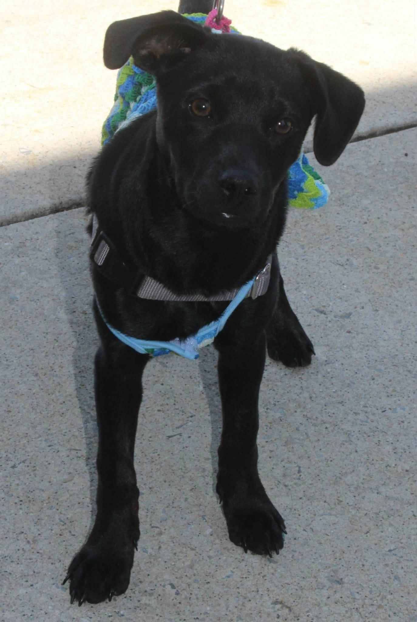 Cora Beth, a ADOPTABLE mixed breed in Stuarts Draft, VA image 3/6