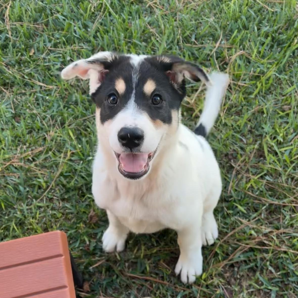 Enlarge Boo, an adopted mixed breed in Tomah, WI image 3/5