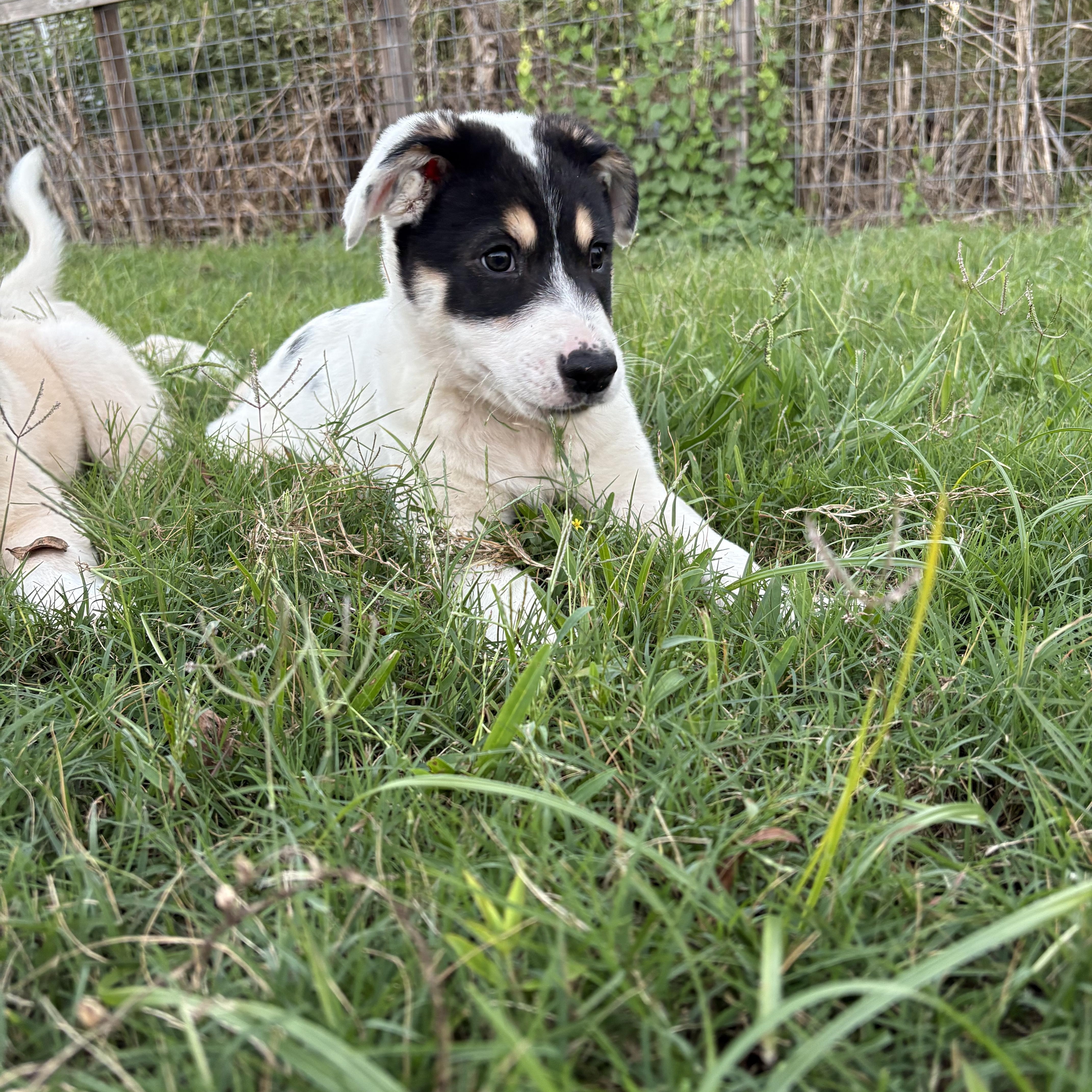 Enlarge Boo, an adopted mixed breed in Tomah, WI image 4/5