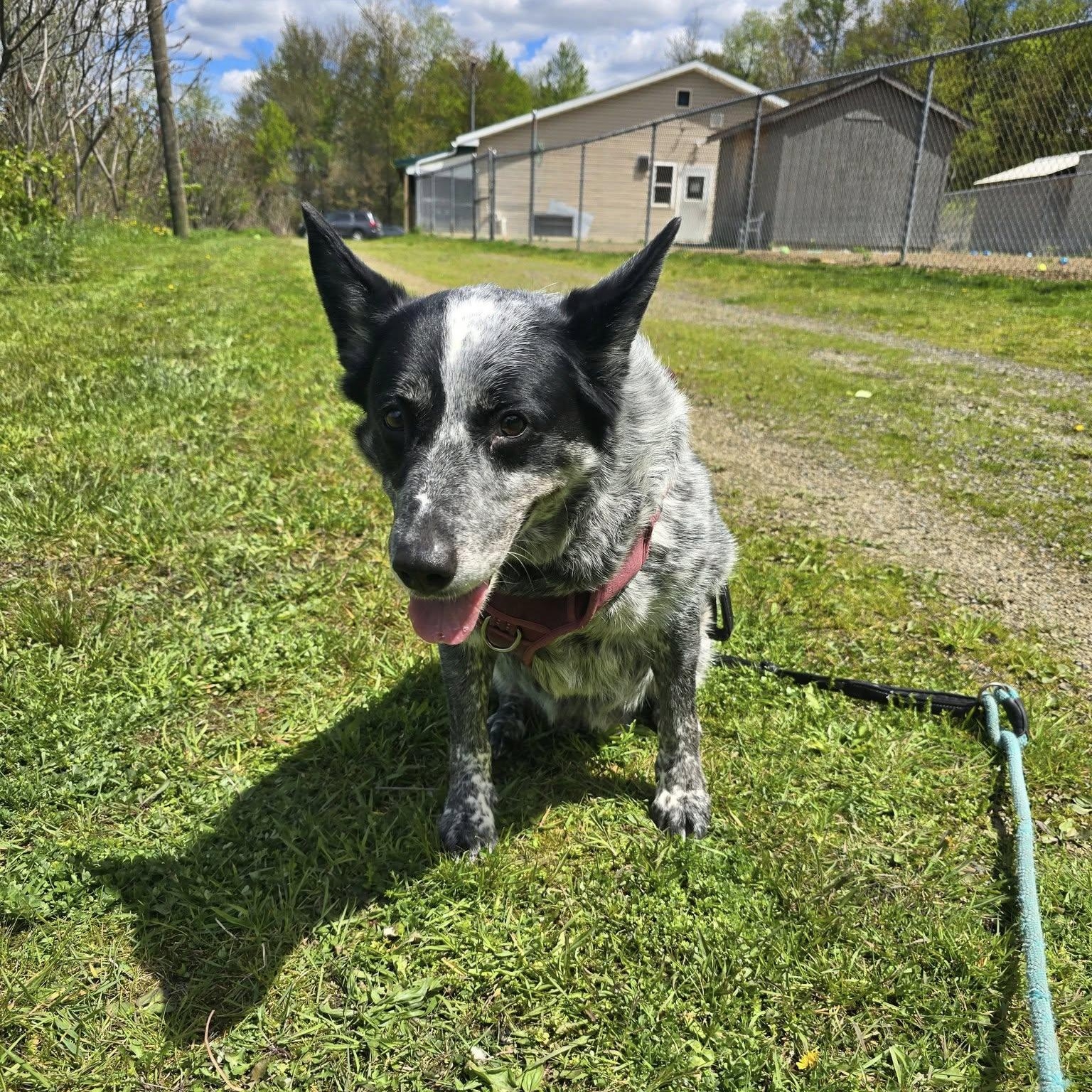 Nova, a ADOPTABLE Australian Cattle Dog / Blue Heeler in Saint Marys, PA image 2/2
