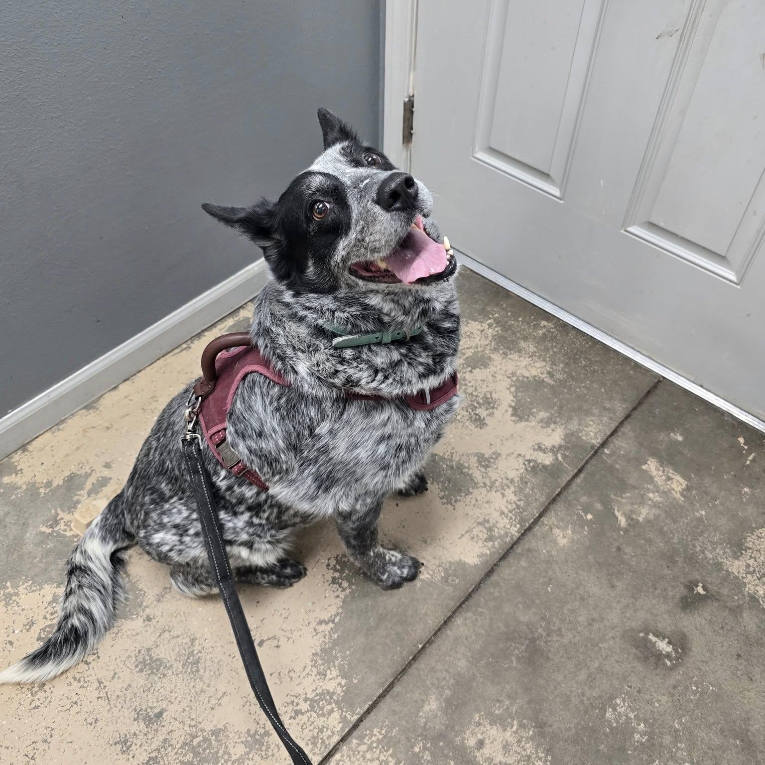 Nova, a ADOPTABLE Australian Cattle Dog / Blue Heeler in Saint Marys, PA image 1/2