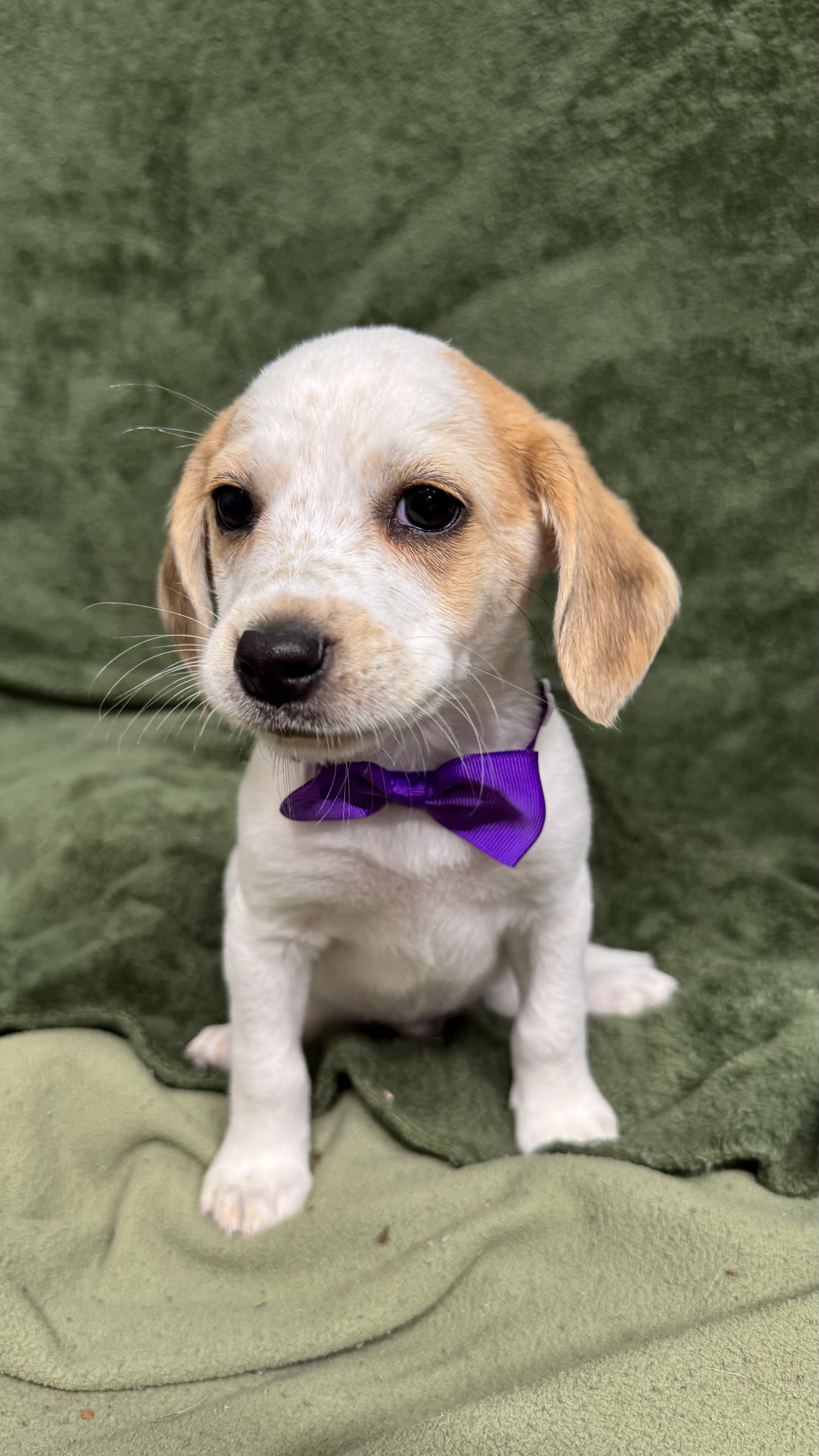 Becker, adopted, Puppy Male Beagle.