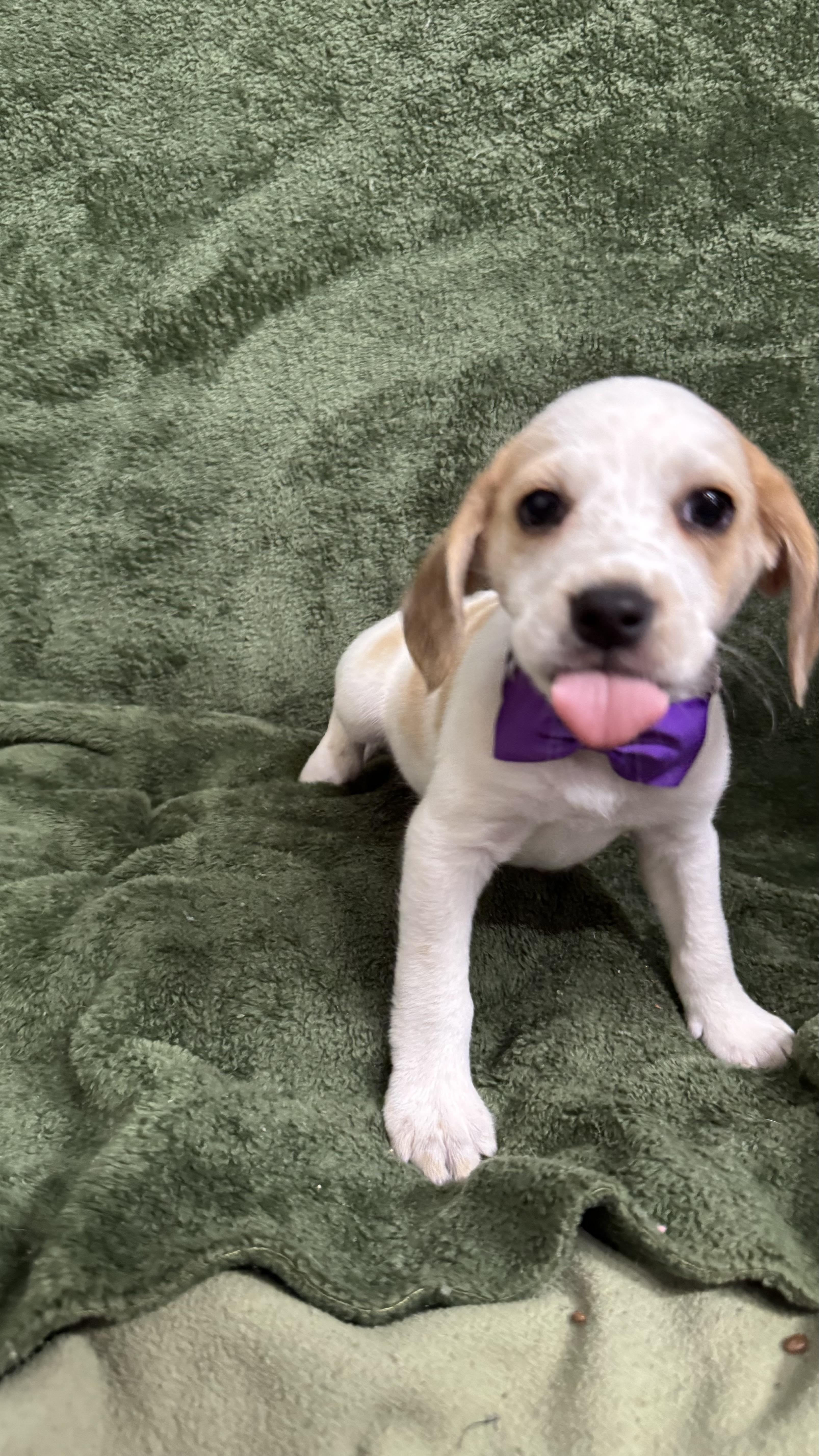 Becker, an adopted Beagle in Knoxville, TN image 2/4