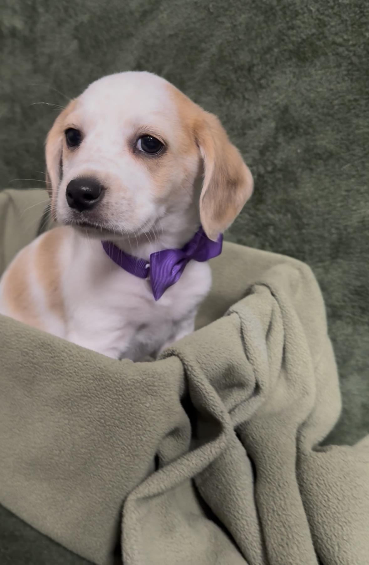 Becker, an adopted Beagle in Knoxville, TN image 4/4